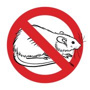 Raton01